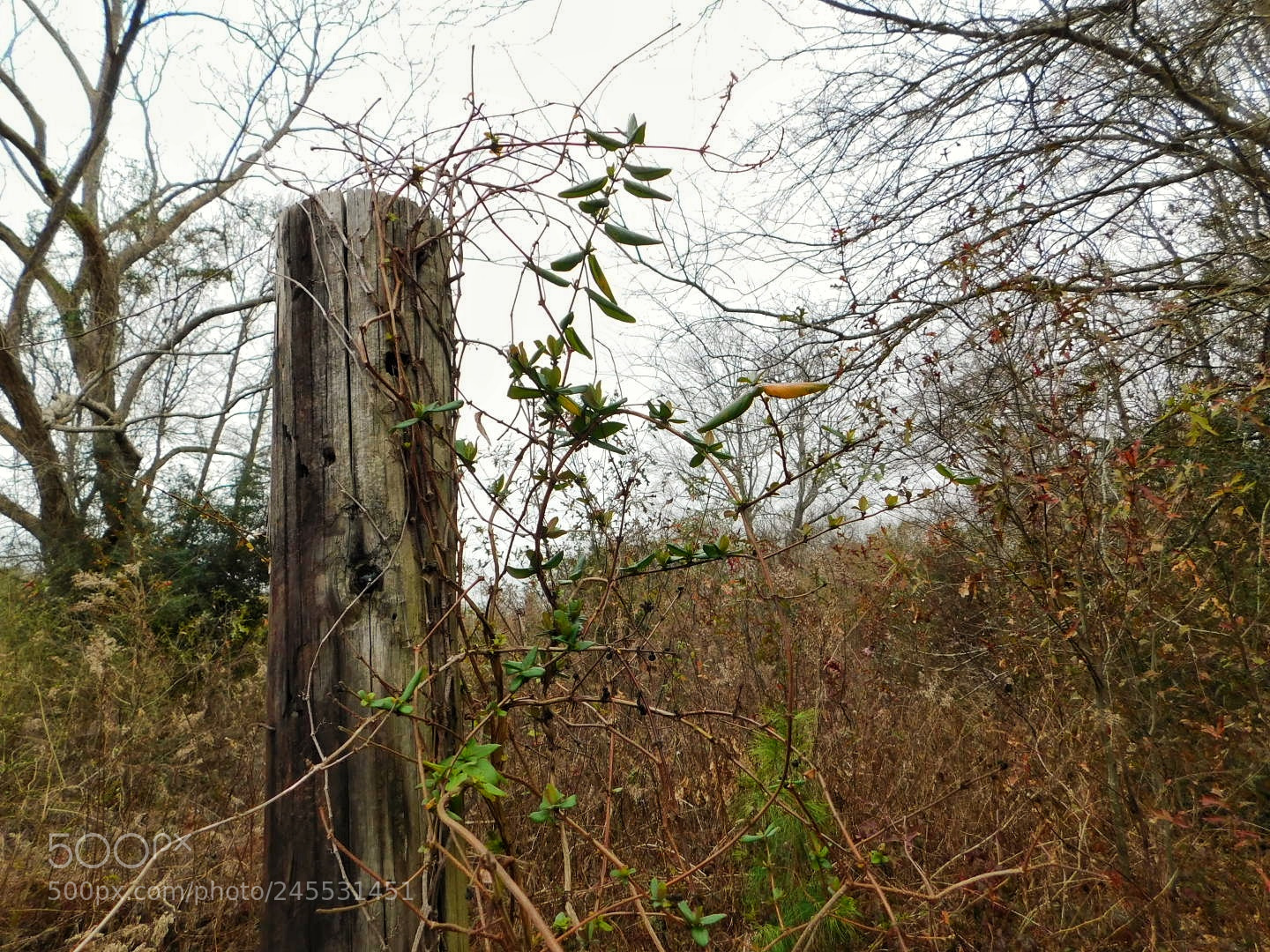 Nikon Coolpix B500 sample photo. Fence post in the photography