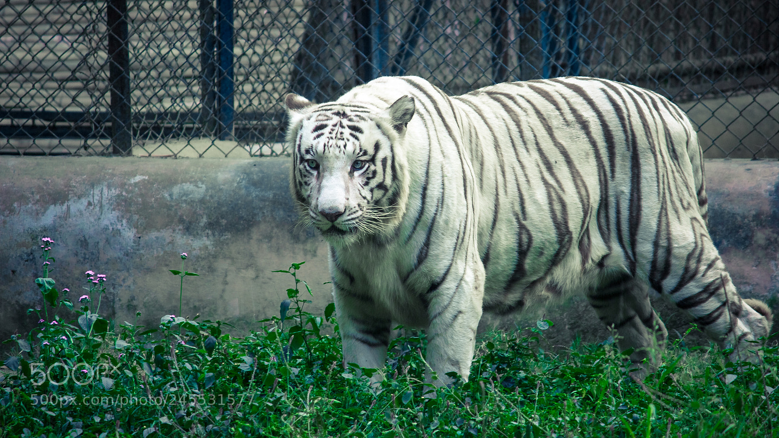 Canon EOS 550D (EOS Rebel T2i / EOS Kiss X4) sample photo. White tiger photography