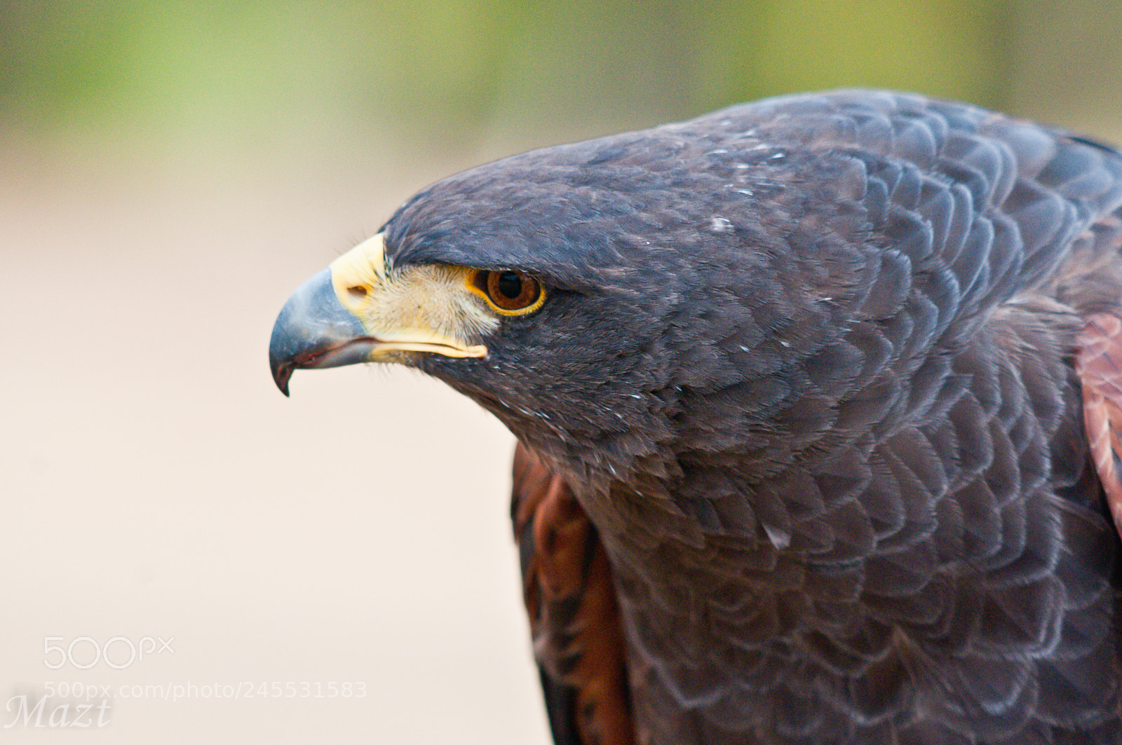 Nikon D300S sample photo. Harris eagle photography