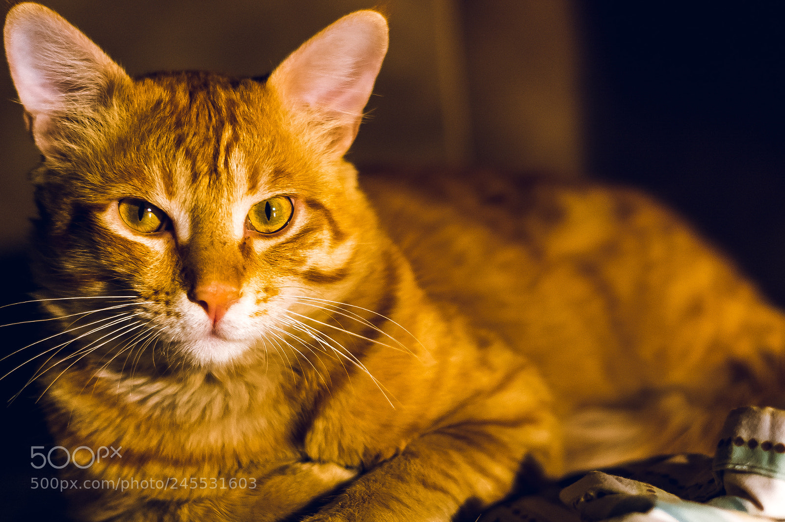 Nikon D5200 sample photo. Gustavo photography