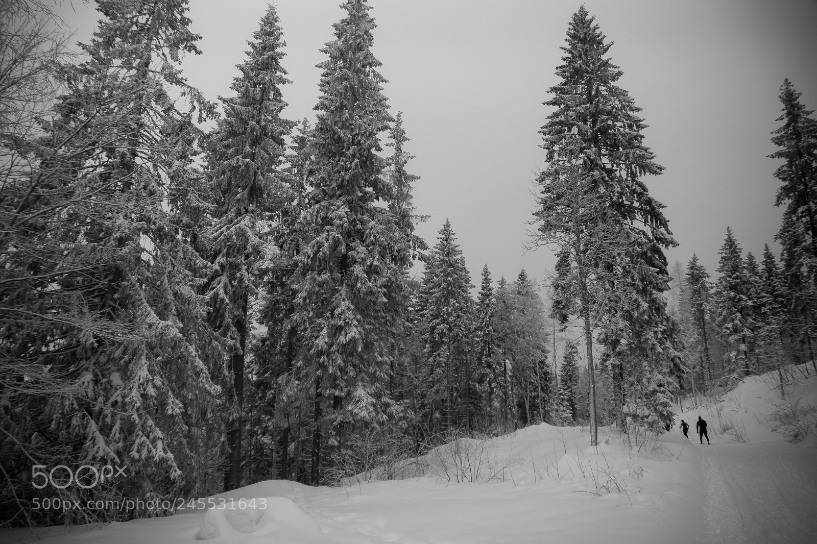 Sony SLT-A77 sample photo. Winter wonderland photography