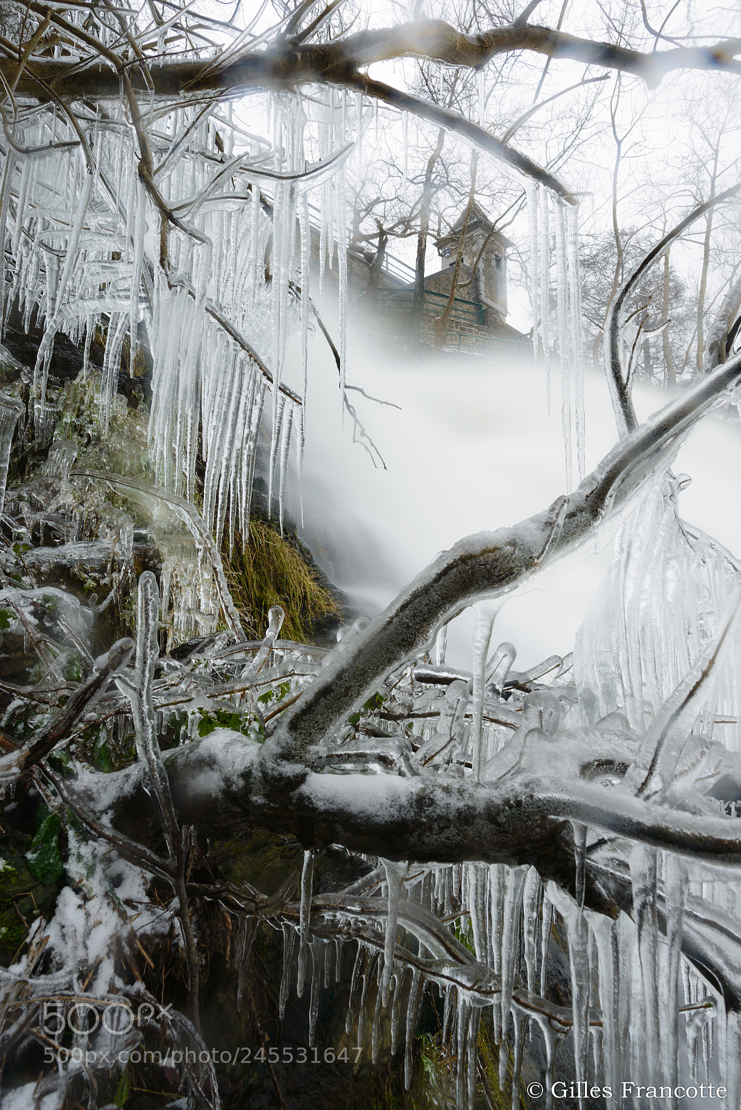 Nikon D800 sample photo. Frozen bushes photography