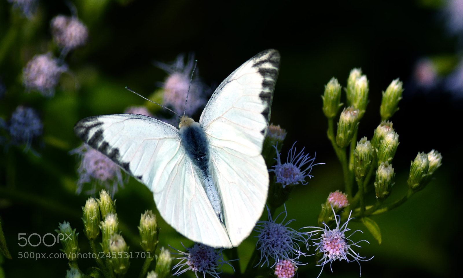 Nikon D7200 sample photo. Appias olferna (male) photography