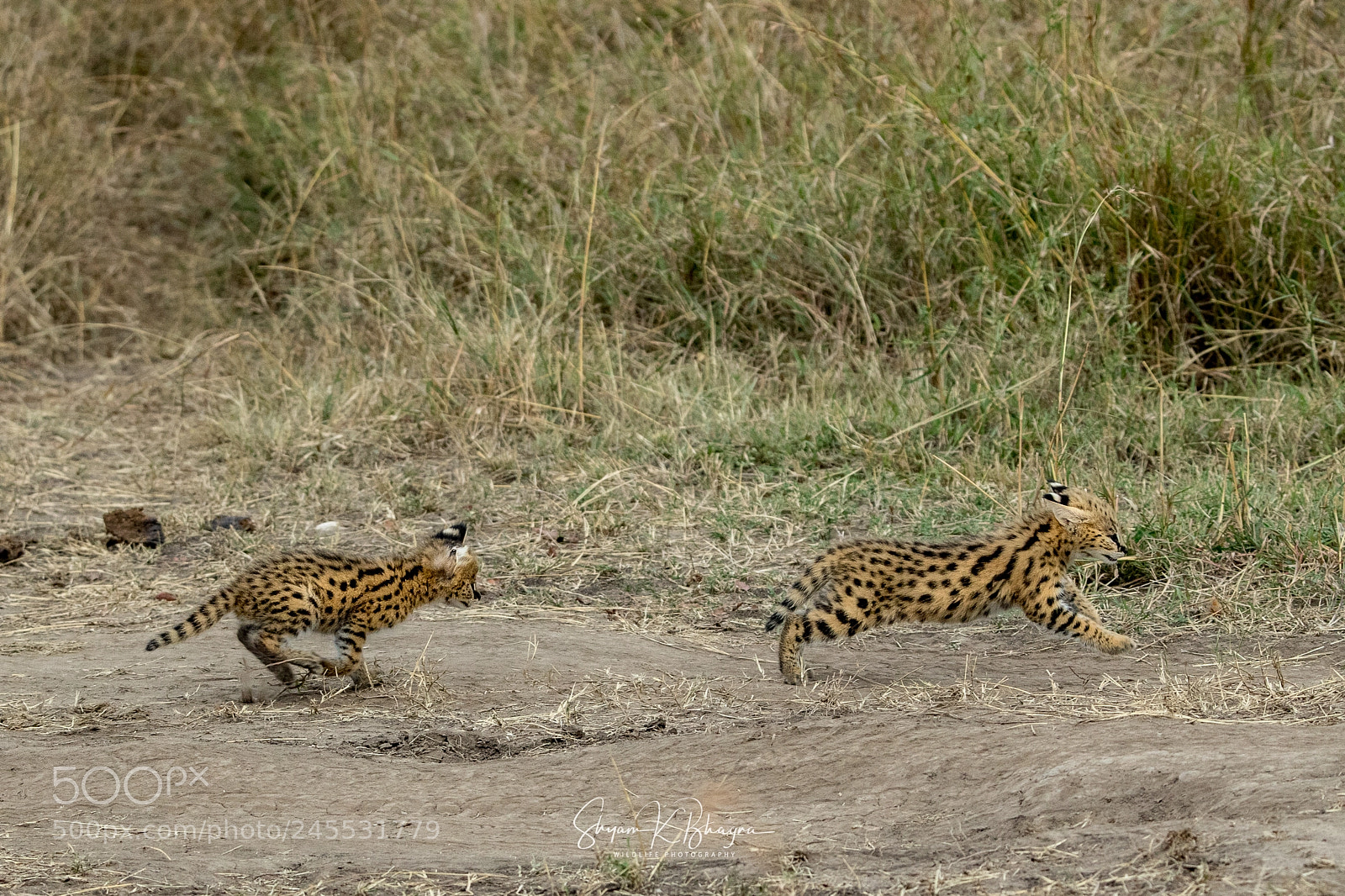 Canon EOS-1D X Mark II sample photo. Serval cat kittens playing photography
