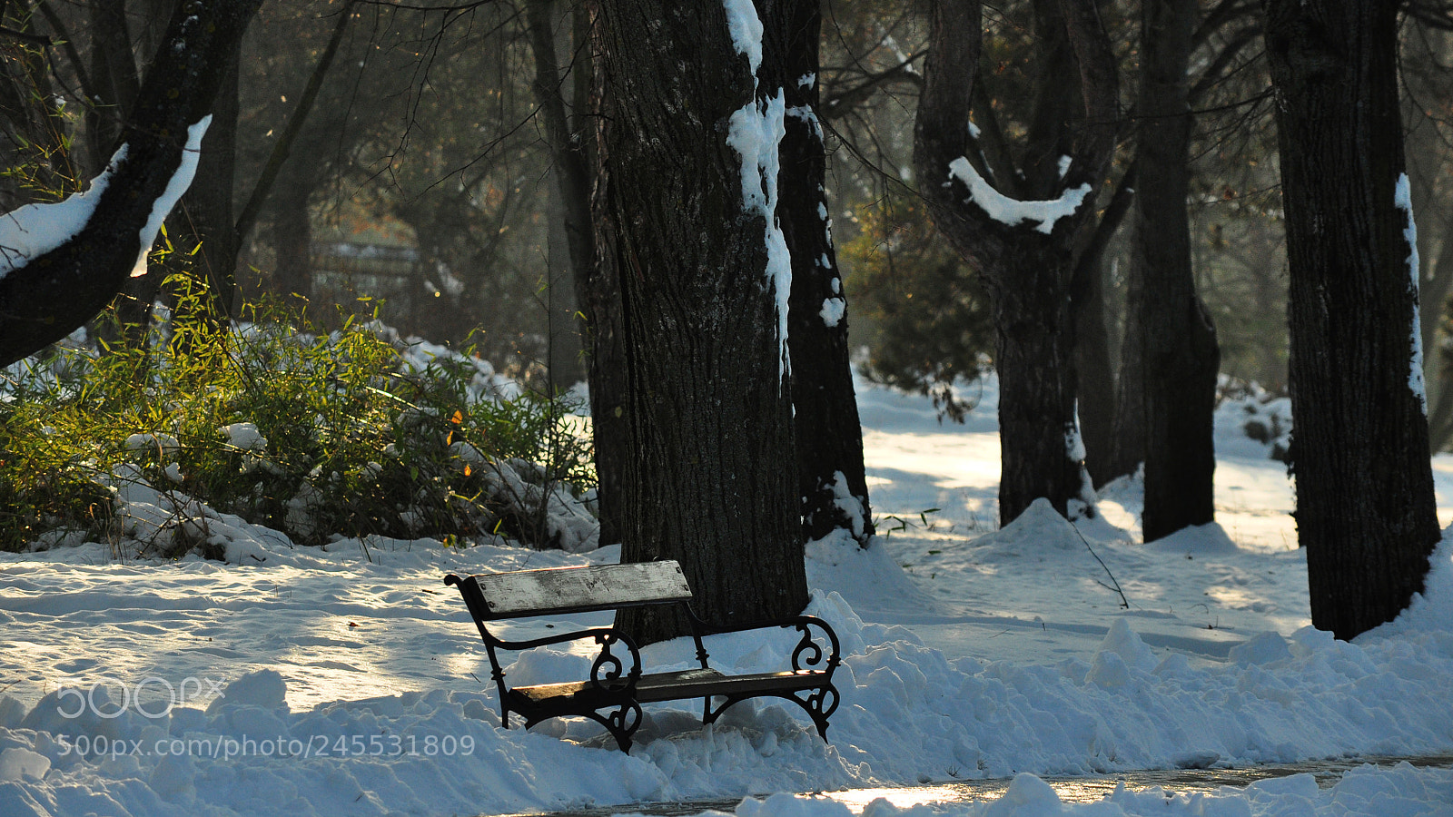Nikon D90 sample photo. Park in the winter photography