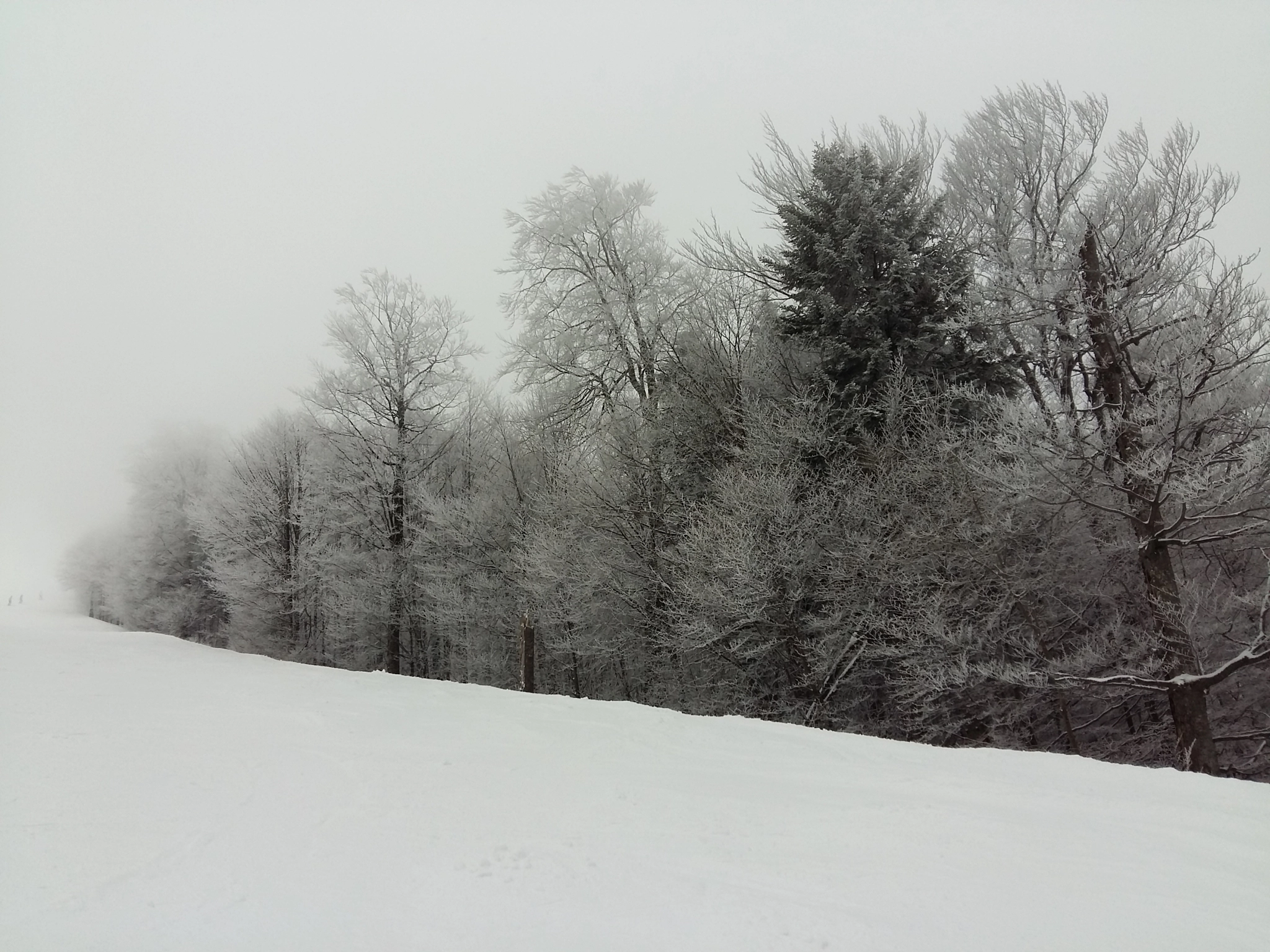 Samsung Galaxy A7 sample photo. Winter forest from azuga romania photography