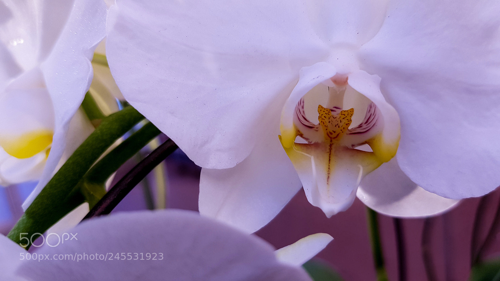 Samsung Galaxy S8 sample photo. A white stunning orchid. photography