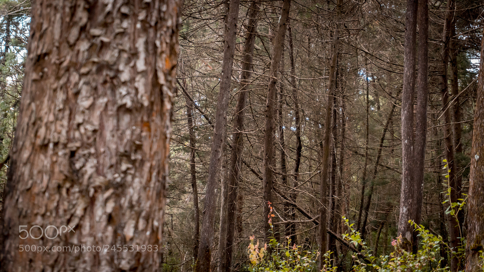 Sony a6300 sample photo. Bosque de santa photography