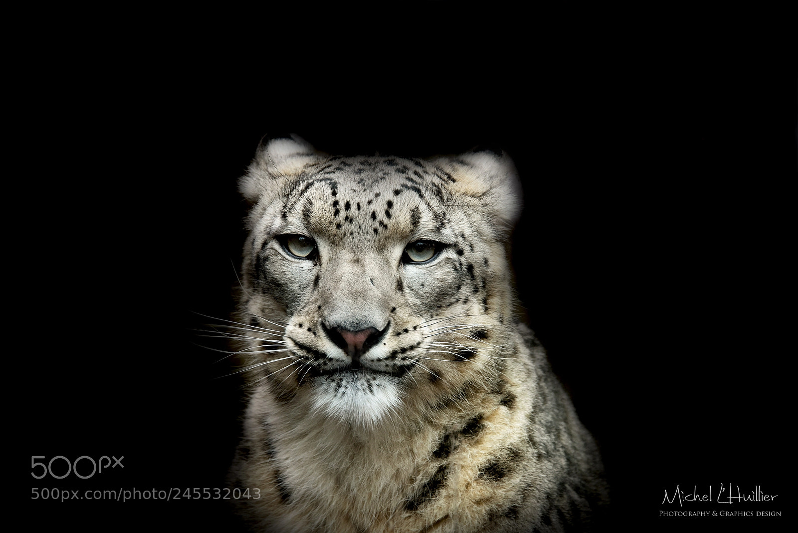 Nikon D810 sample photo. Snow leopard photography