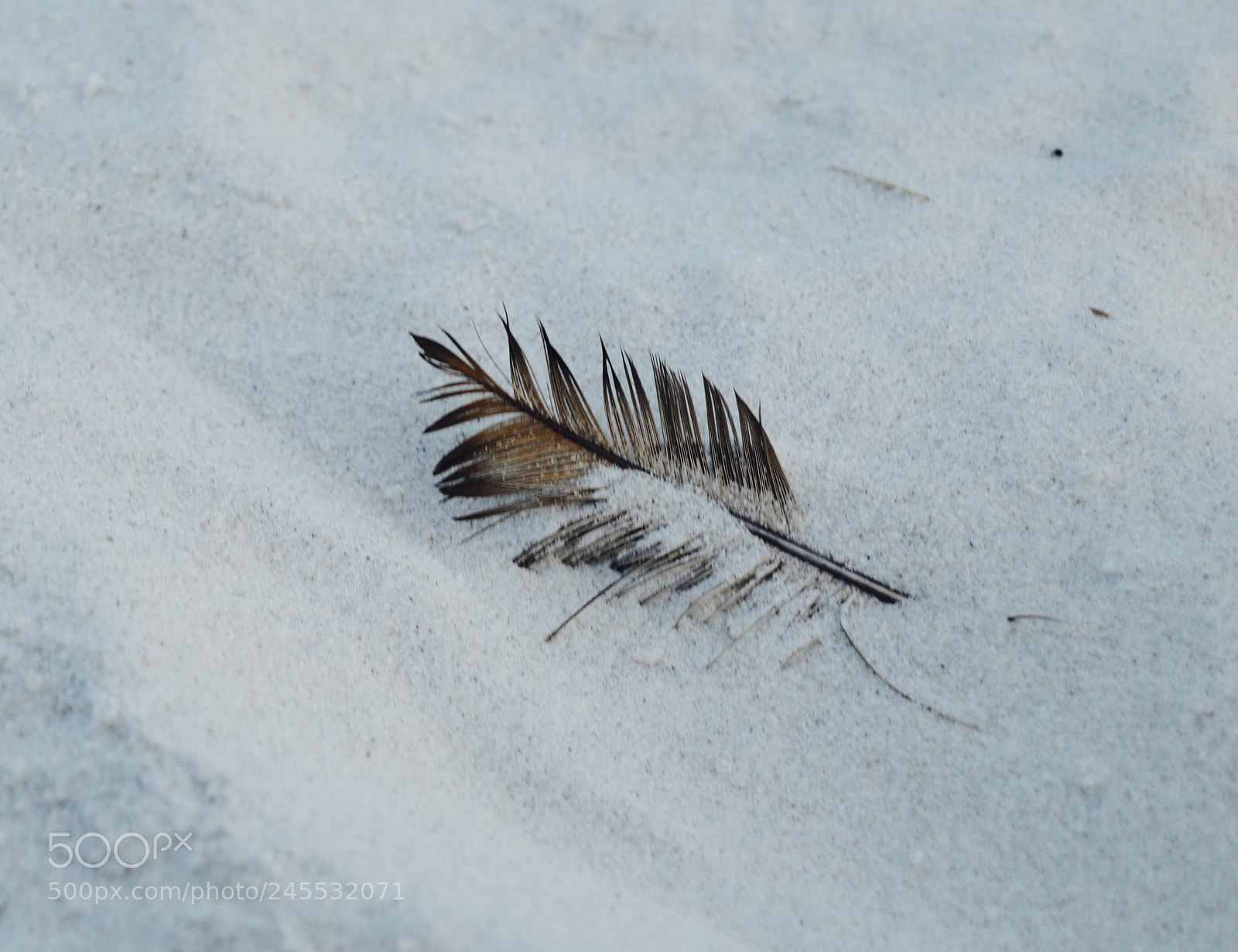Nikon D3200 sample photo. Sanded feather photography