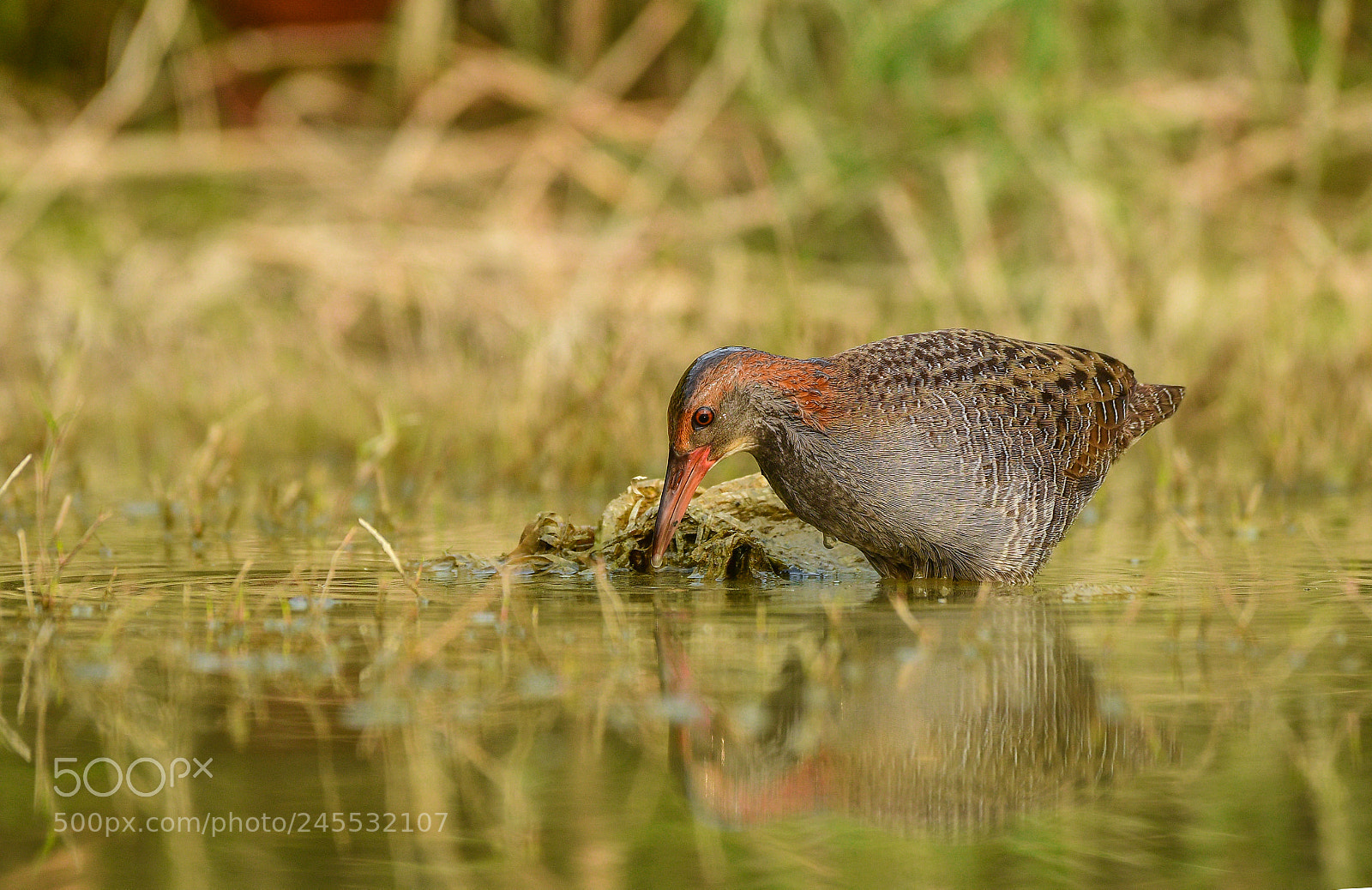 Nikon D500 sample photo. Slaty-breasted rail photography