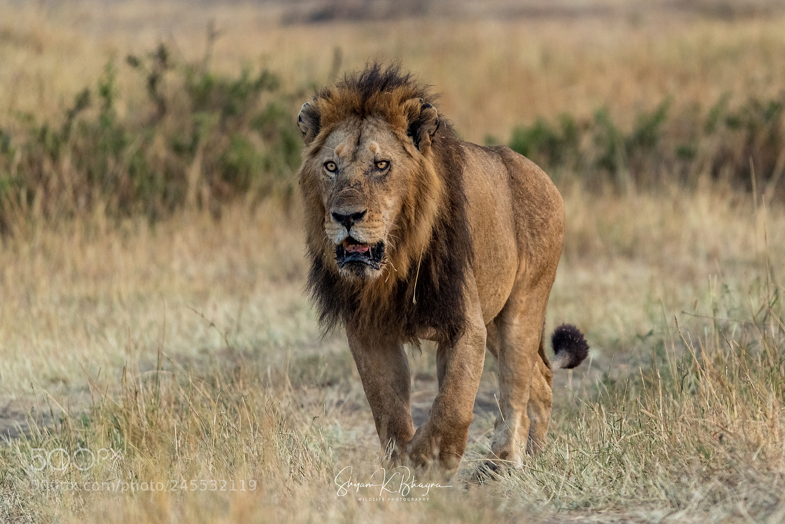 Canon EOS-1D X Mark II sample photo. Boxer nose || lion photography