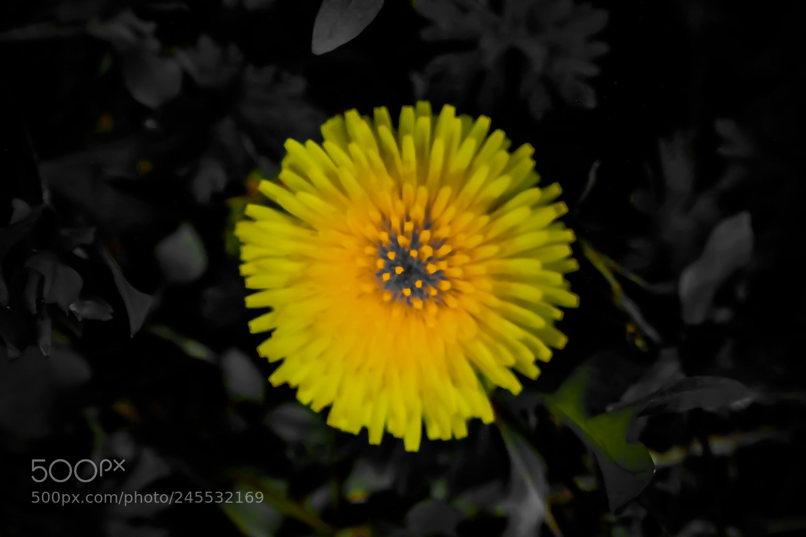 Canon EOS 500D (EOS Rebel T1i / EOS Kiss X3) sample photo. Dandelion photography