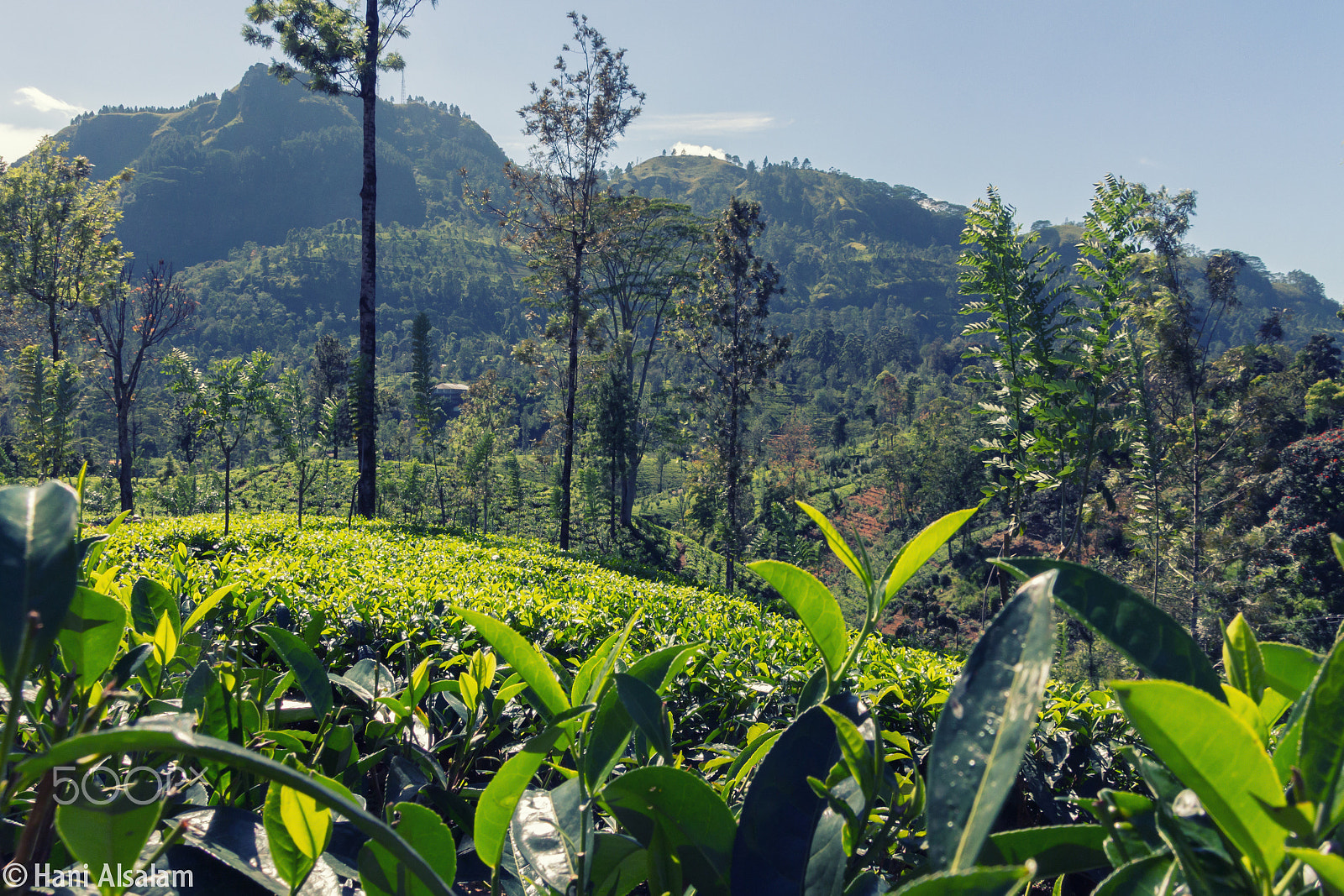 Canon EOS 650D (EOS Rebel T4i / EOS Kiss X6i) sample photo. Tea farms photography
