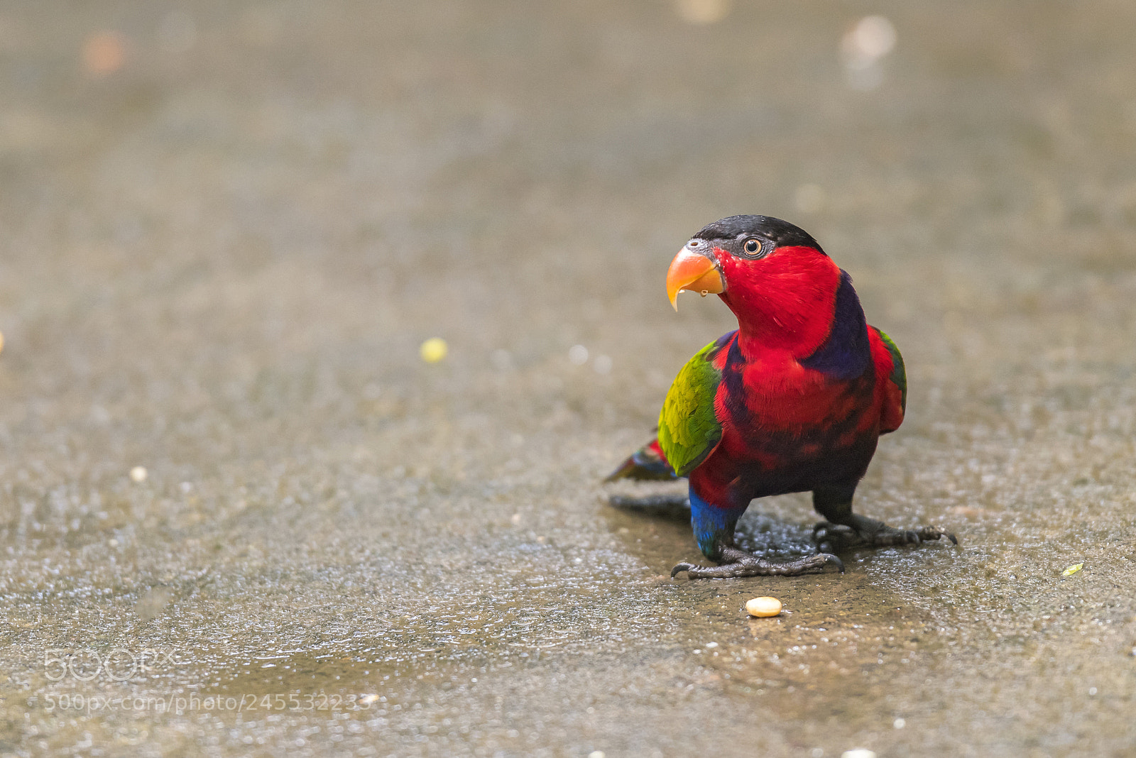 Nikon D810 sample photo. Love bird photography