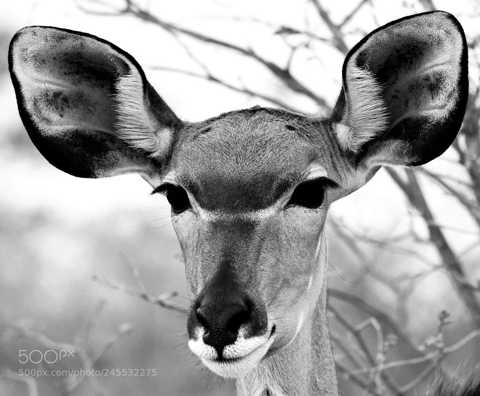 Nikon D300 sample photo. Kudu female at etosha. photography