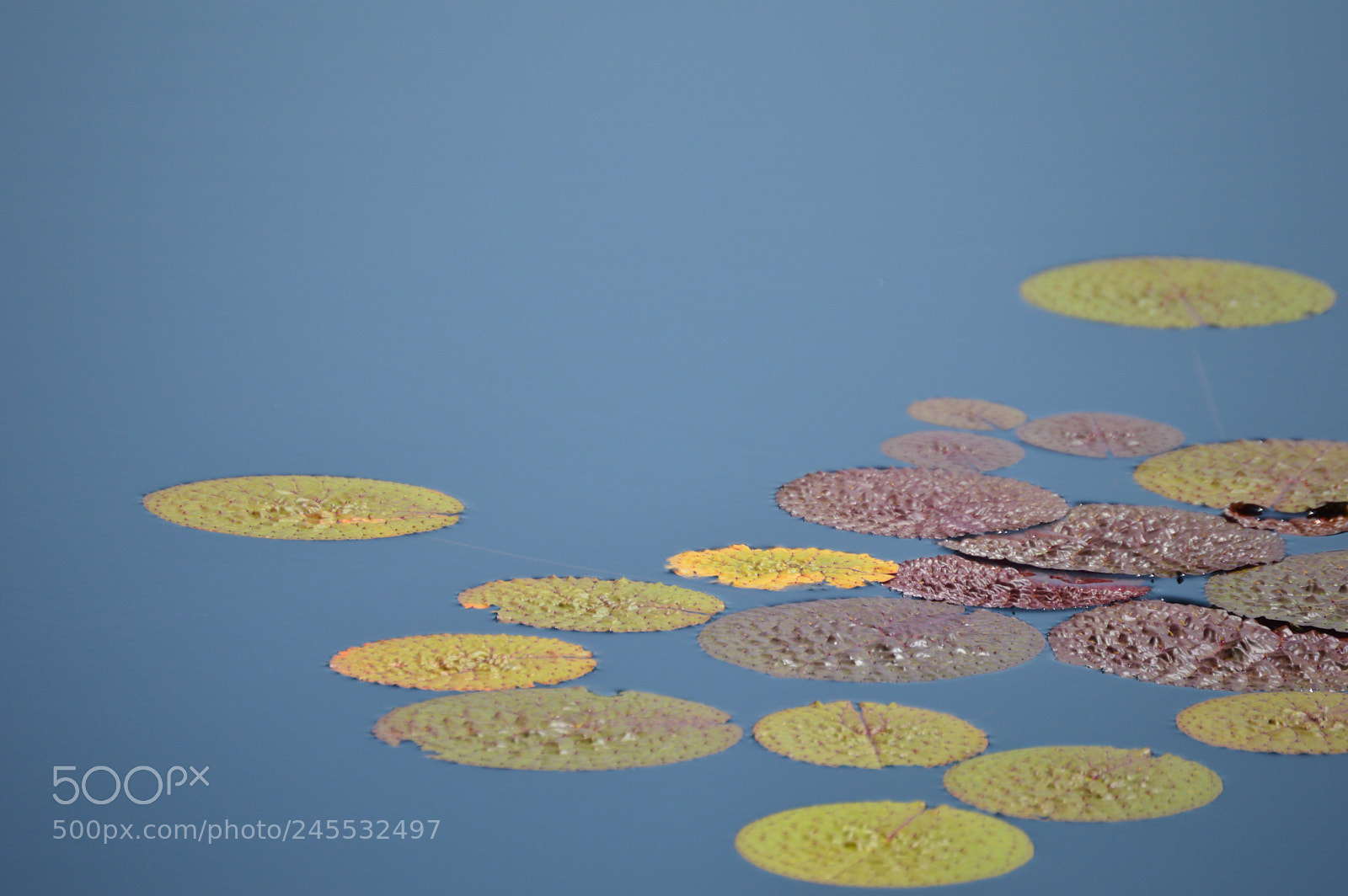 Nikon D3200 sample photo. Reflection pond photography