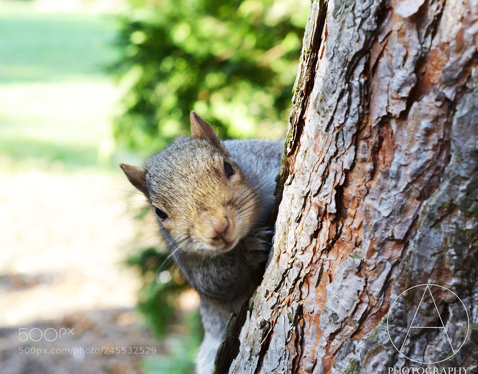 Nikon D3100 sample photo. Peekaboo photography