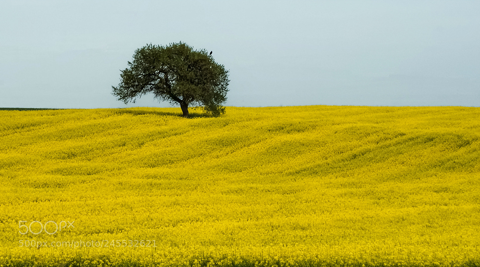 Sony Alpha DSLR-A200 sample photo. The tree photography