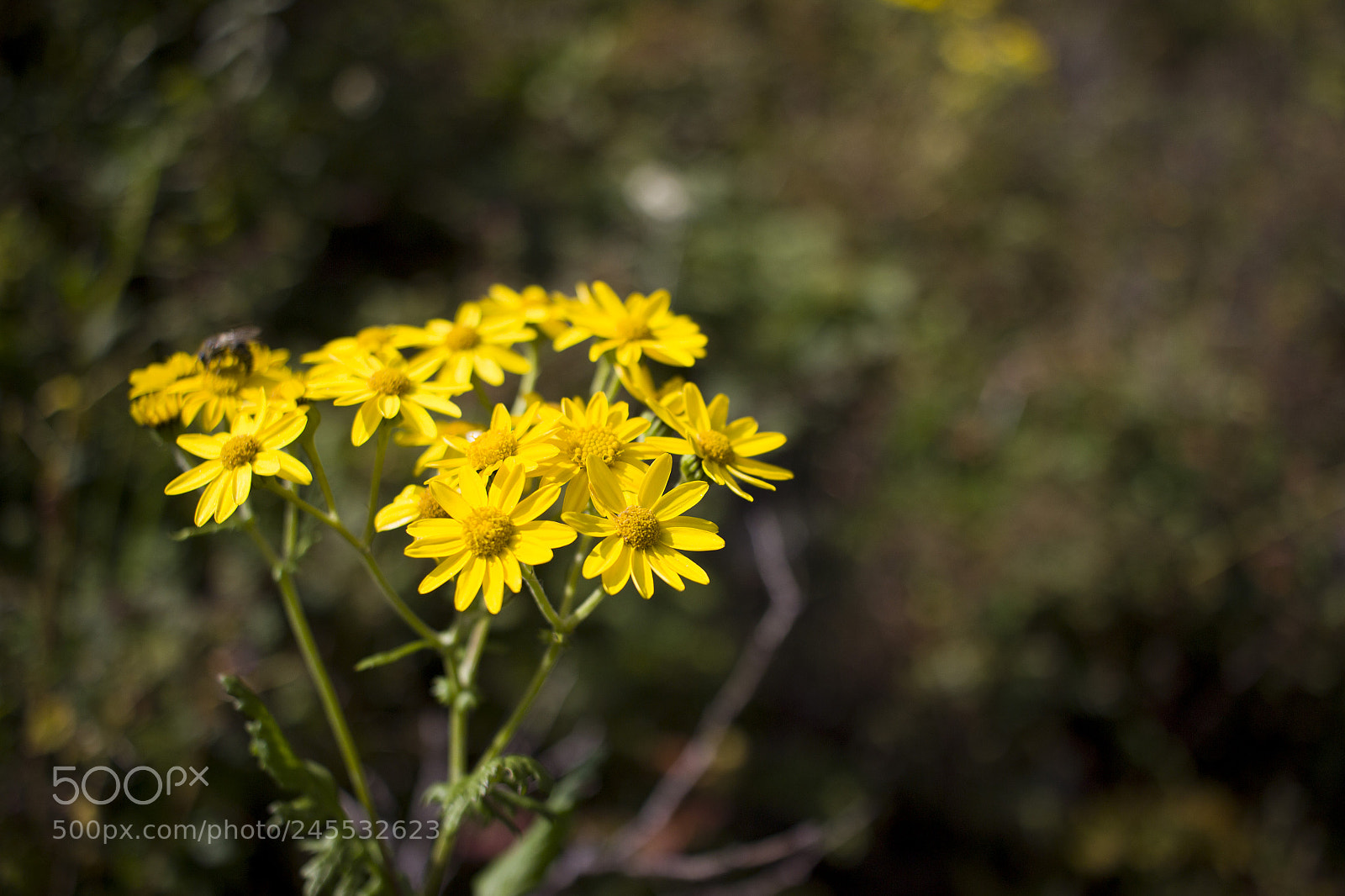 Canon EOS 600D (Rebel EOS T3i / EOS Kiss X5) sample photo. Yellow photography