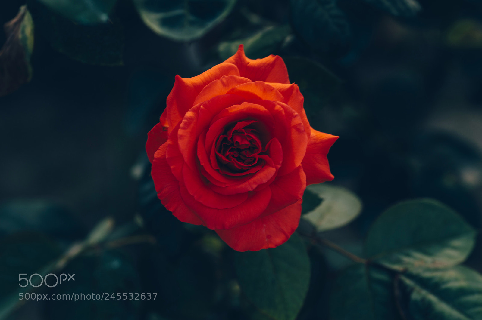 Nikon D3200 sample photo. The red rose photography