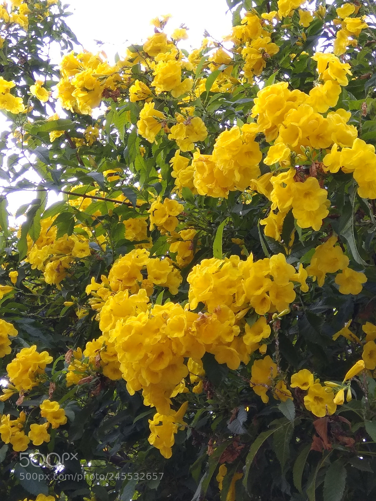 Xiaomi Redmi Note 4 sample photo. Yellow beauty!! photography