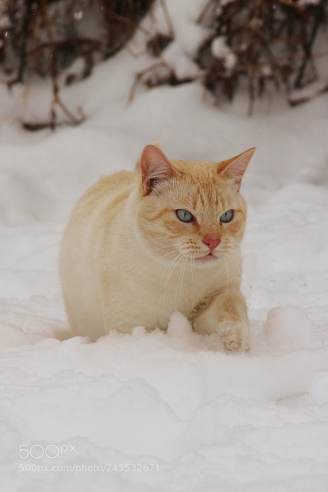Canon EOS 650D (EOS Rebel T4i / EOS Kiss X6i) sample photo. Winter pet portraits 2018 photography