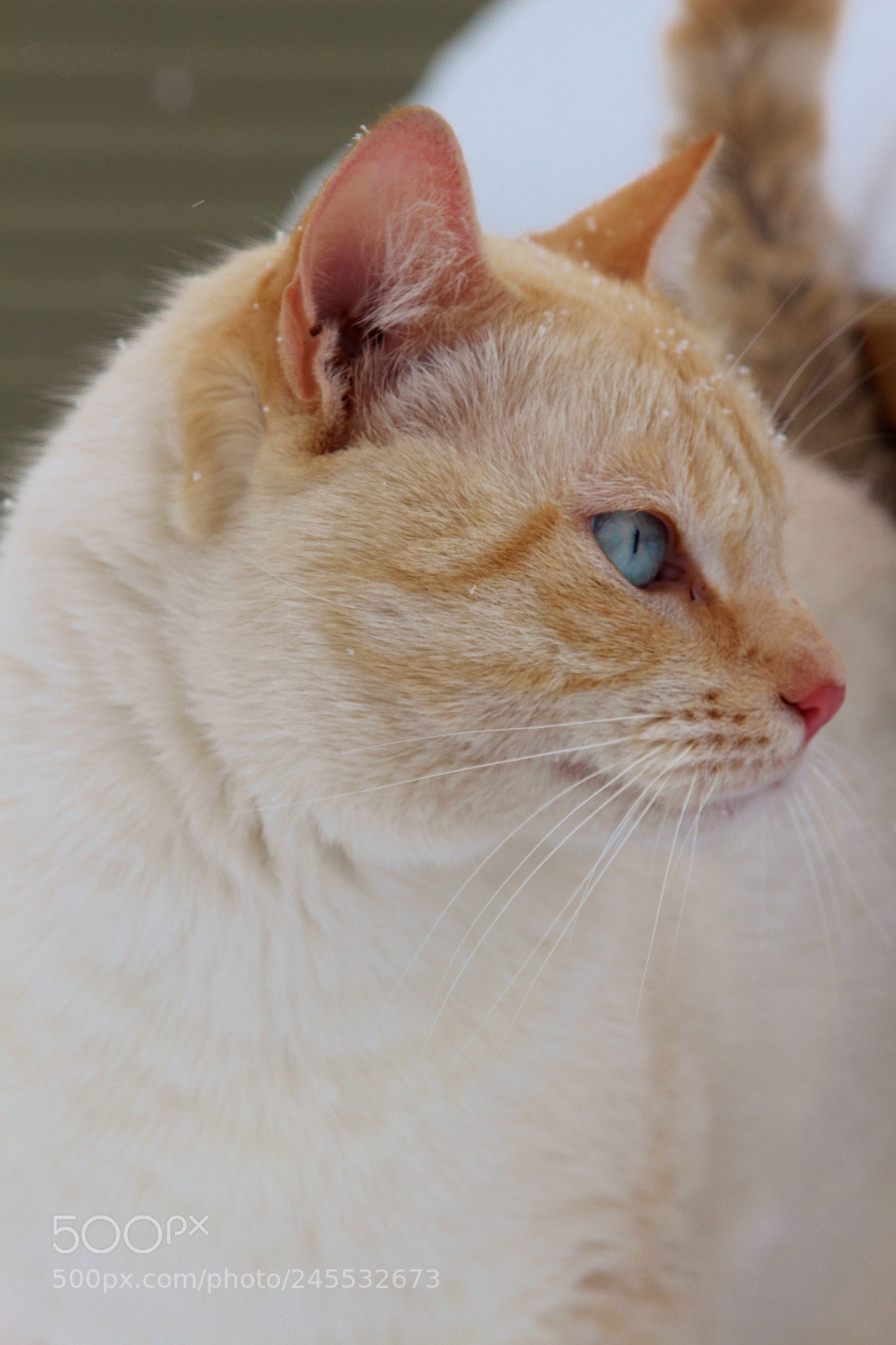 Canon EOS 650D (EOS Rebel T4i / EOS Kiss X6i) sample photo. Winter pet portraits 2018 photography