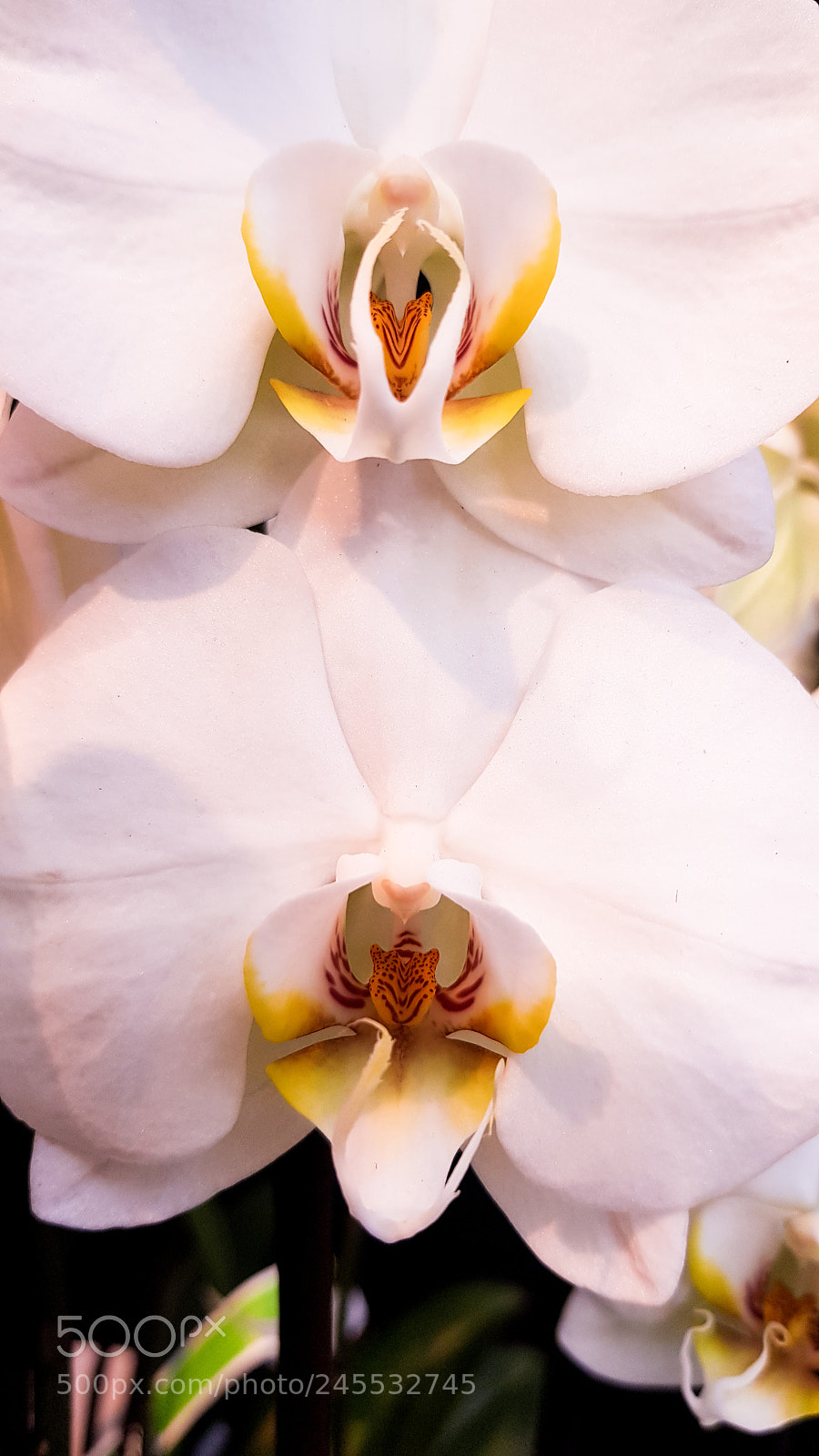 Samsung Galaxy S8 sample photo. Two wonderful white orchids photography