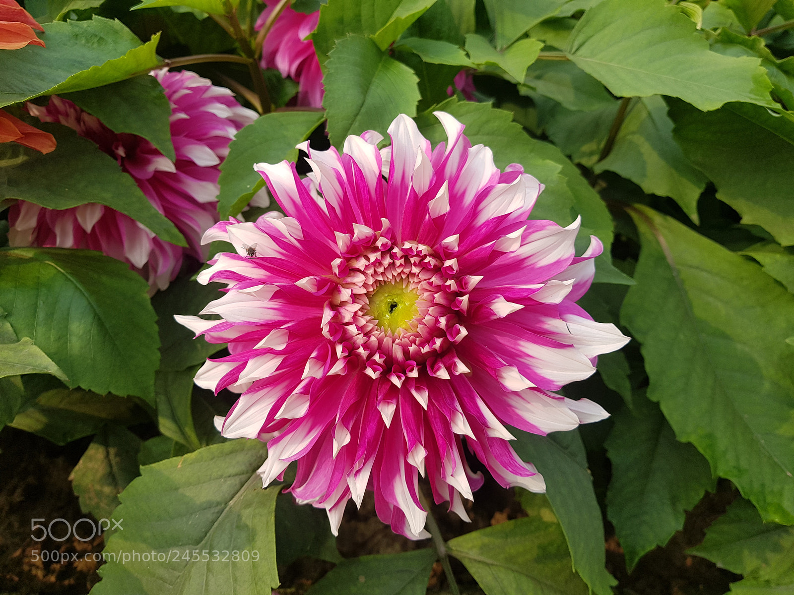 Samsung Galaxy S8+ sample photo. Awesome flower fresh our photography