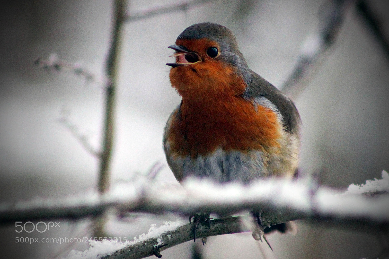 Canon EOS 600D (Rebel EOS T3i / EOS Kiss X5) sample photo. Bird photography