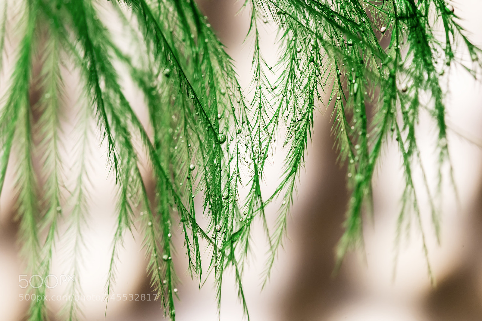 Nikon D7200 sample photo. Rainy mood photography