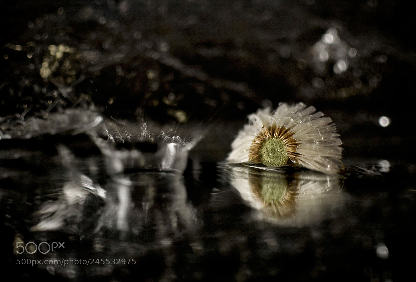 Nikon D5100 sample photo. Flower in the rain photography