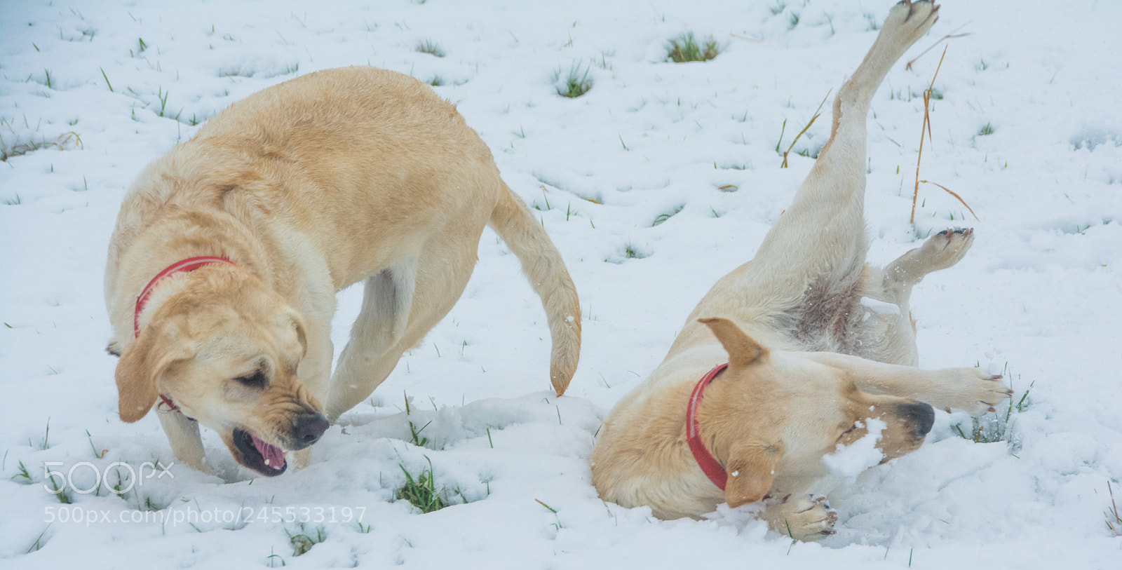 Nikon D7100 sample photo. Labs in the snow photography