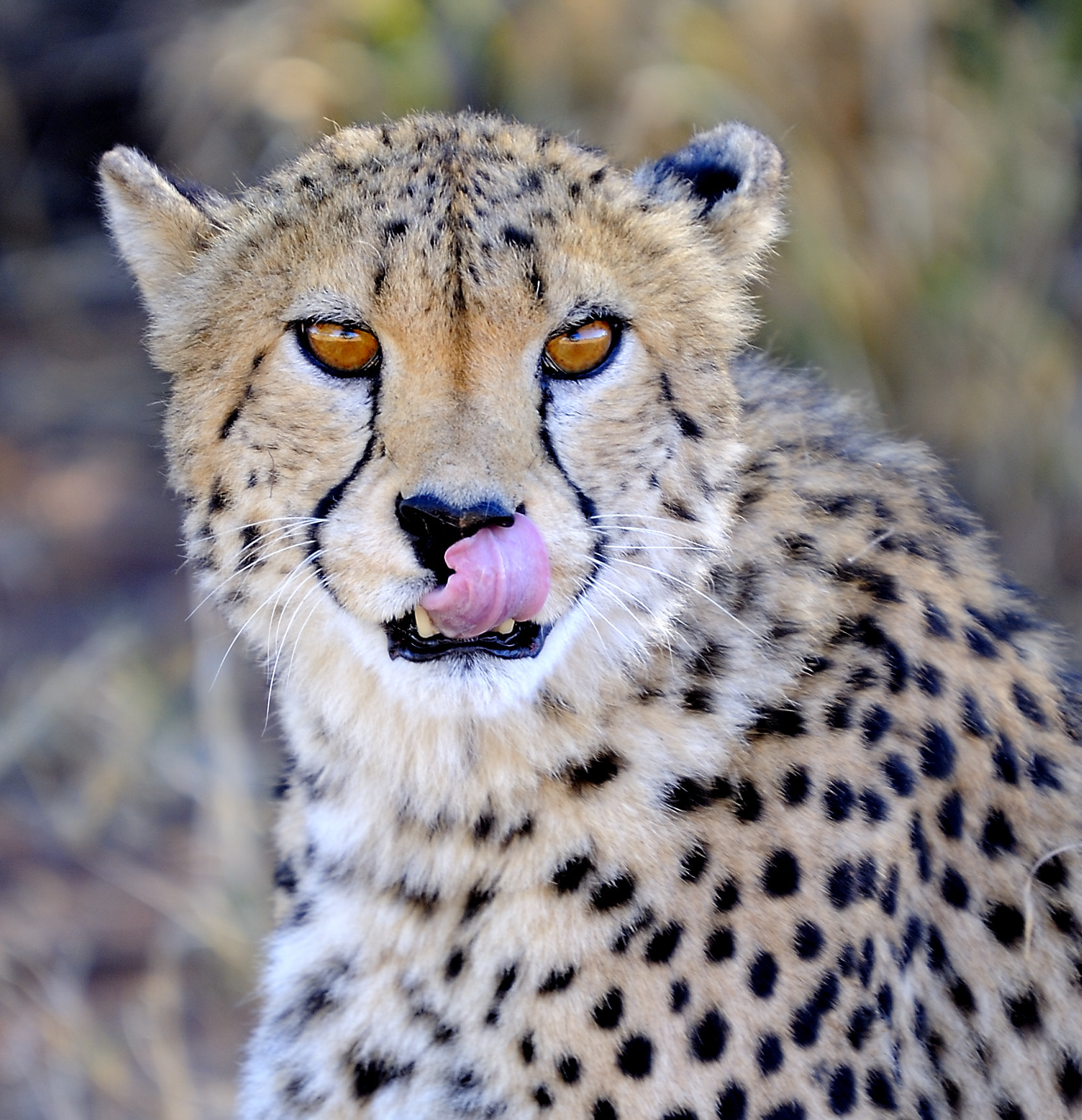 Nikon D700 + Sigma 120-400mm F4.5-5.6 DG OS HSM sample photo. Cheetah at etosha. photography