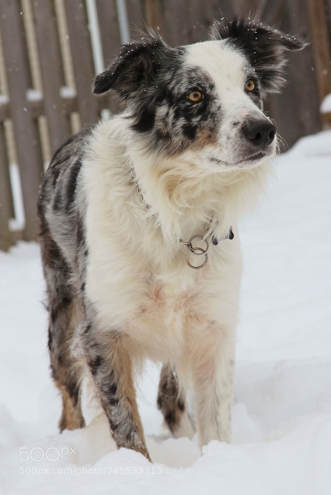 Canon EOS 650D (EOS Rebel T4i / EOS Kiss X6i) sample photo. Winter pets 2018 photography