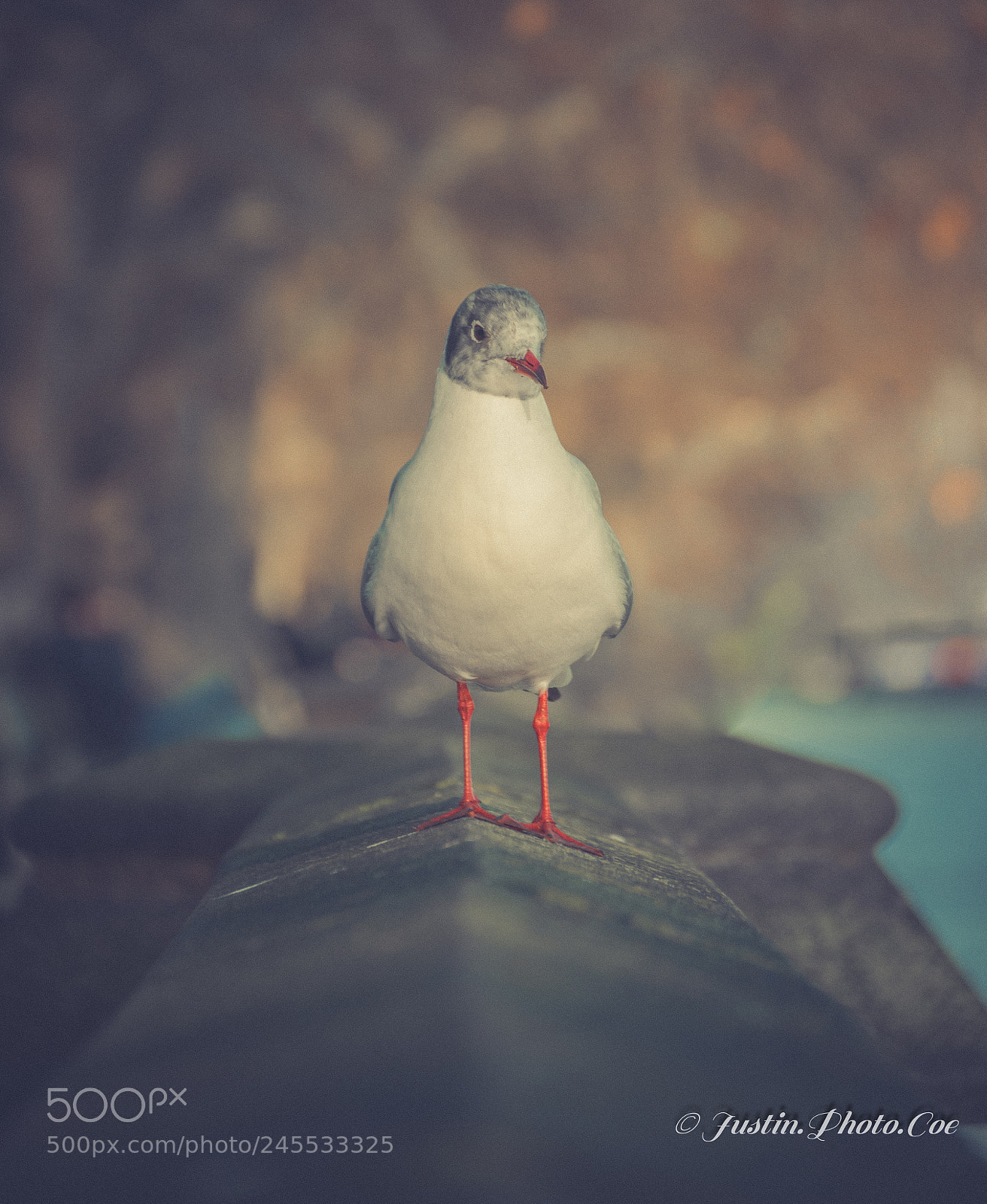 Panasonic Lumix DMC-GX85 (Lumix DMC-GX80 / Lumix DMC-GX7 Mark II) sample photo. River side seagull photography