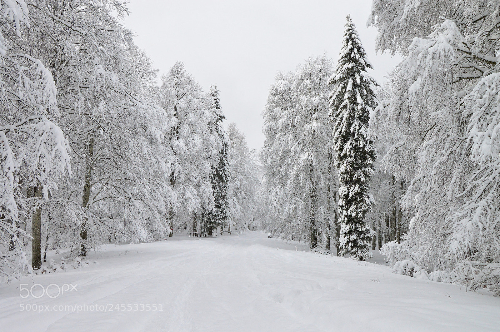 Nikon D3200 sample photo. Winter photography