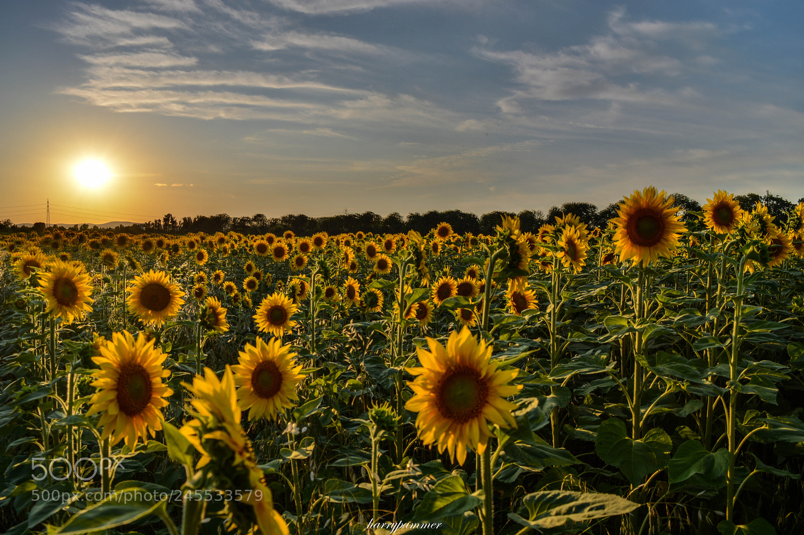 Nikon D5200 sample photo. Many... photography