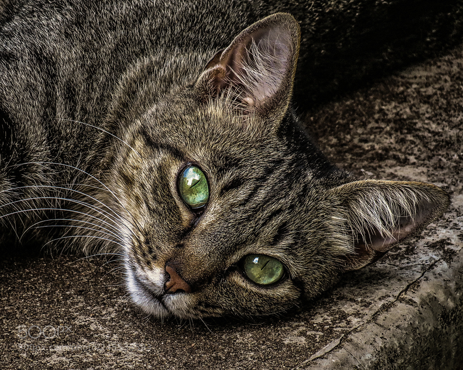 Canon PowerShot SX40 HS sample photo. Mimetic cat photography