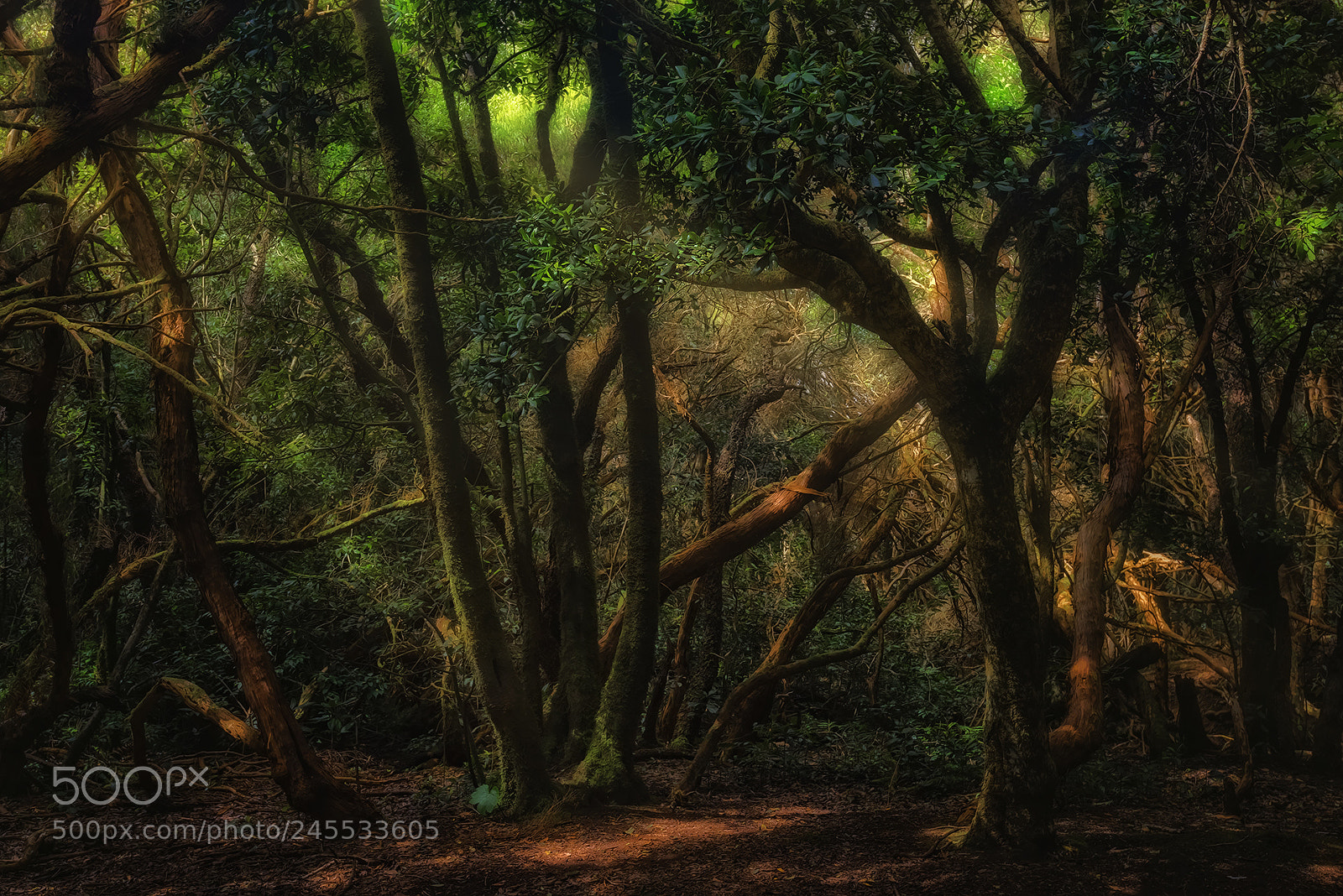 Nikon D810 sample photo. Forest scenes (15) photography
