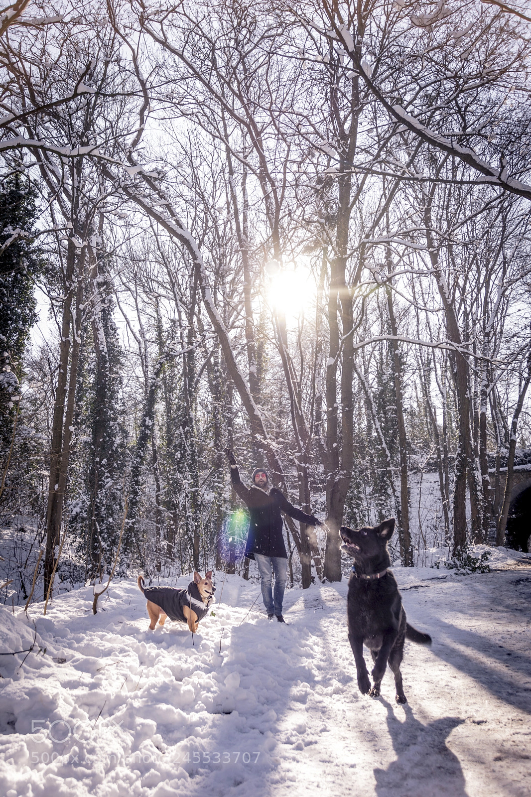 Nikon D7100 sample photo. Dog's heaven photography