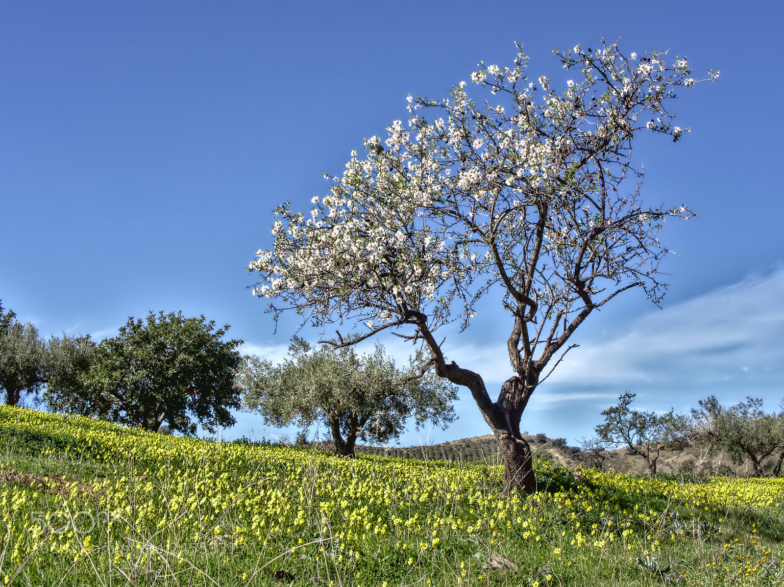 Olympus OM-D E-M10 II sample photo. La llegada de la photography