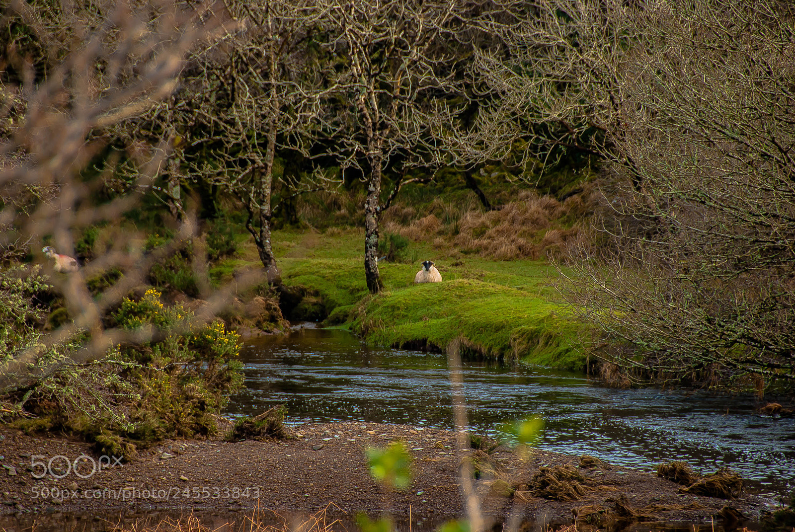 Nikon D60 sample photo. Spying on that sheep photography