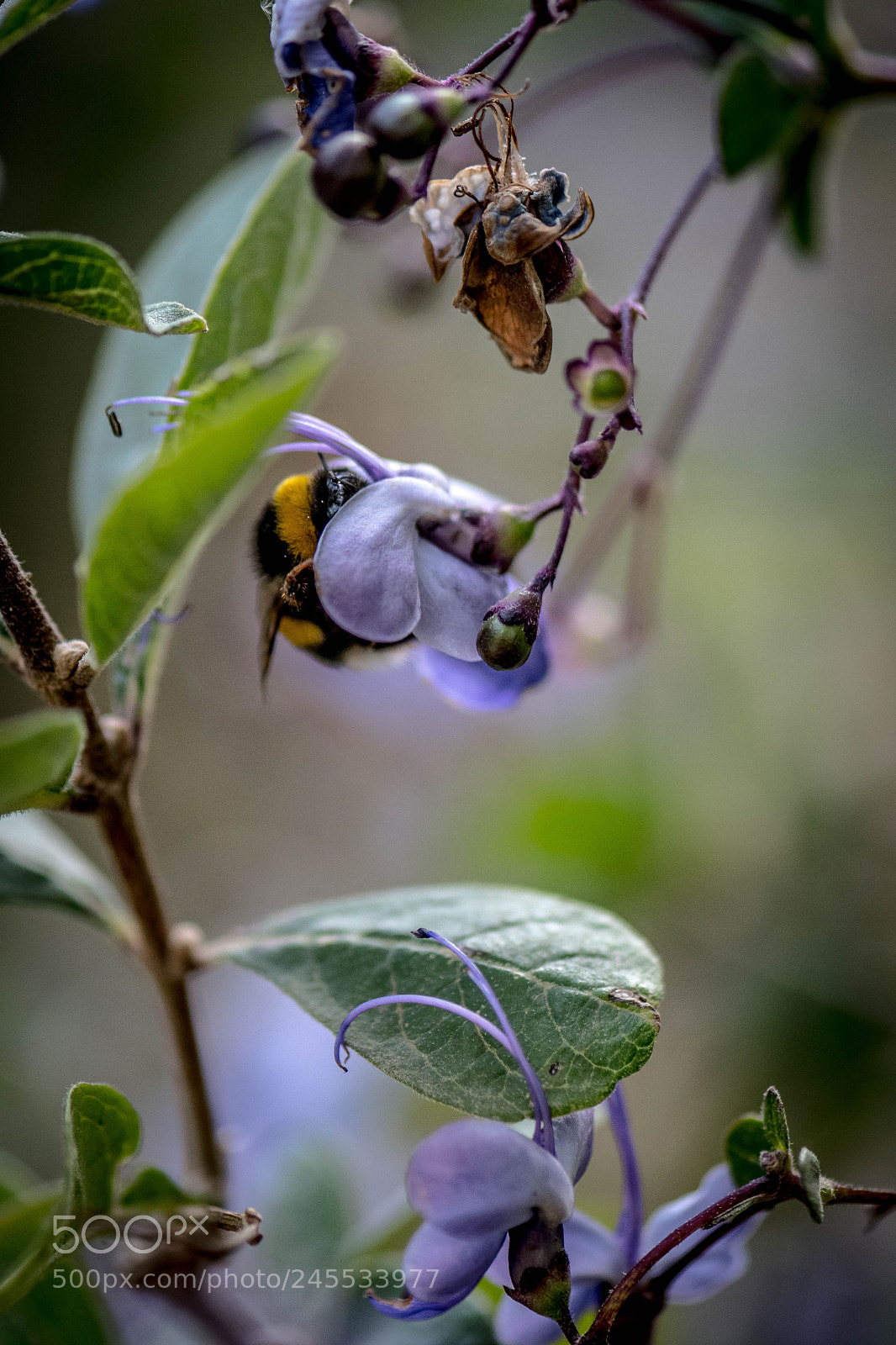 Nikon D500 sample photo. Hiding photography