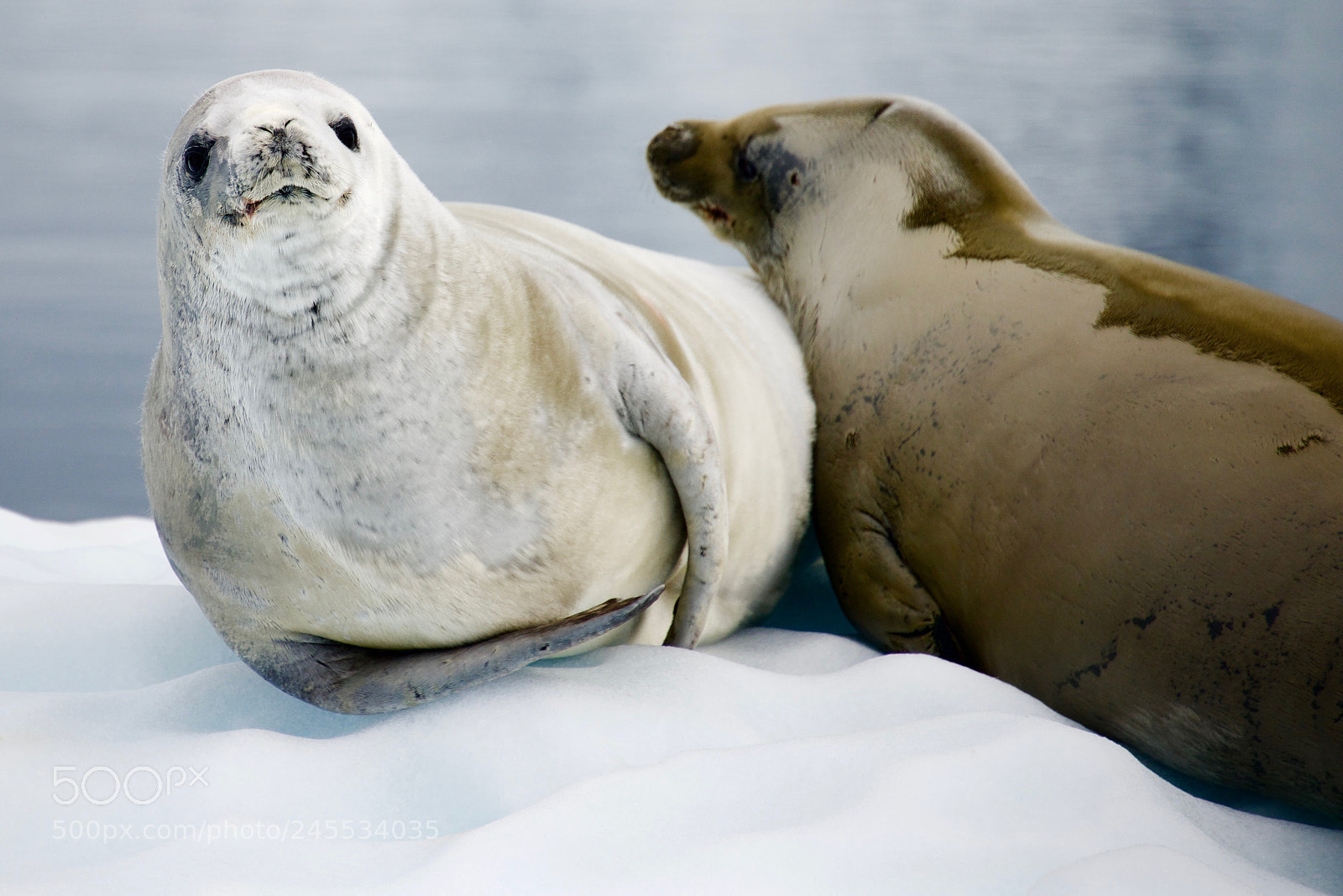 Nikon D600 sample photo. Crabeater seals, antarctica photography