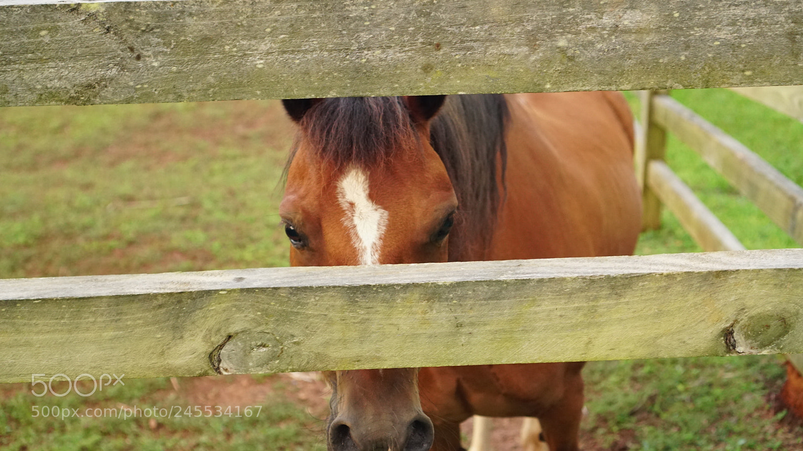 Sony a6300 sample photo. Horse photography
