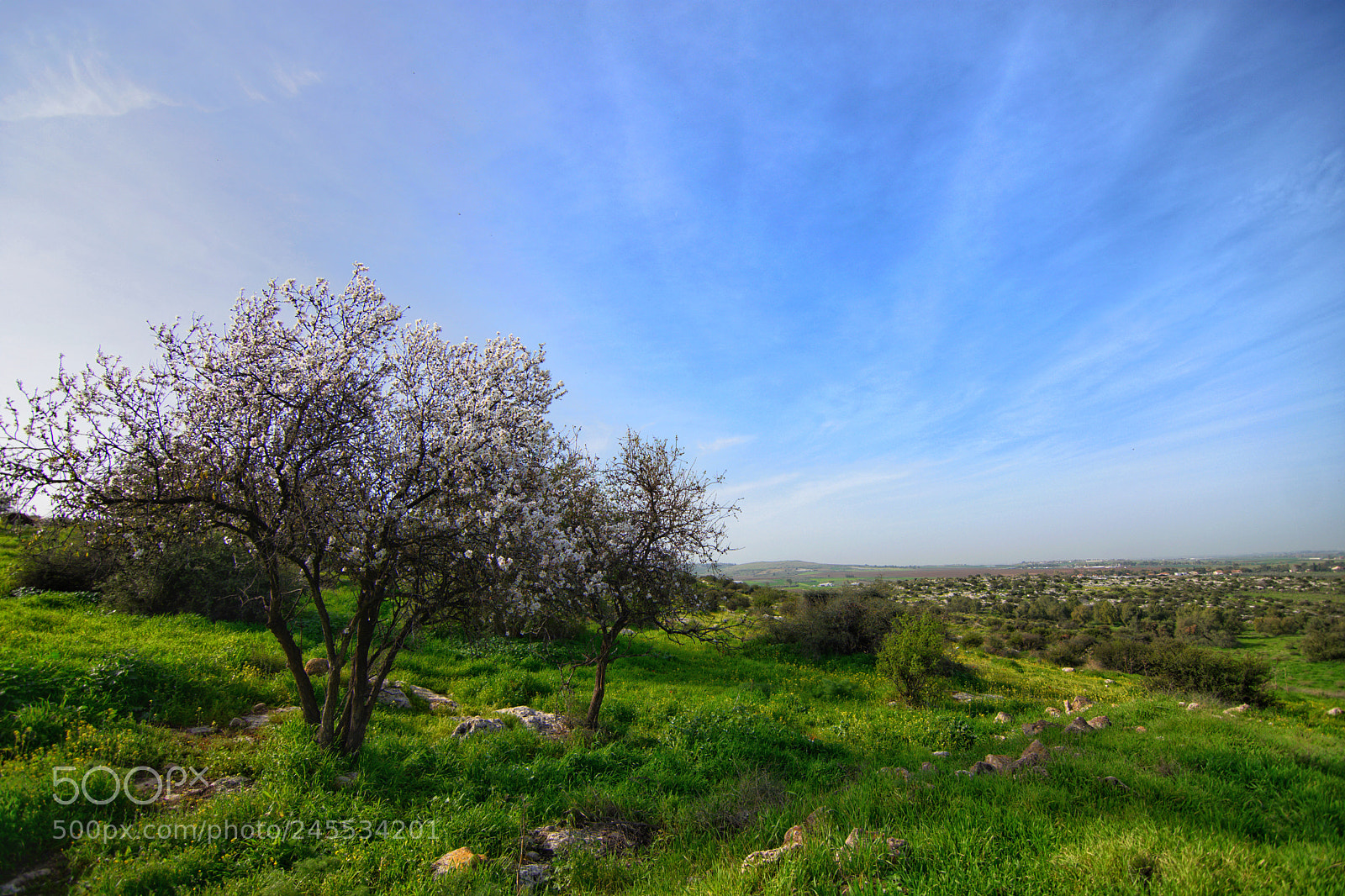 Nikon D7200 sample photo. Almond tree photography