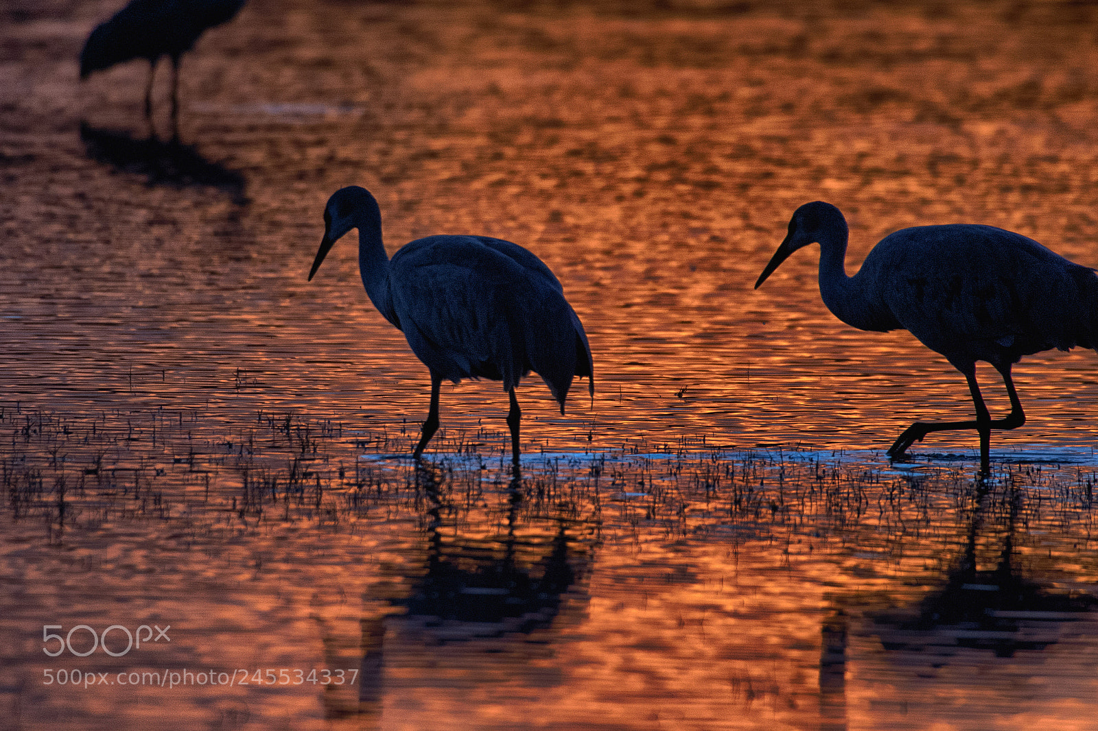 Canon EOS 7D Mark II sample photo. Cranes at dusk photography