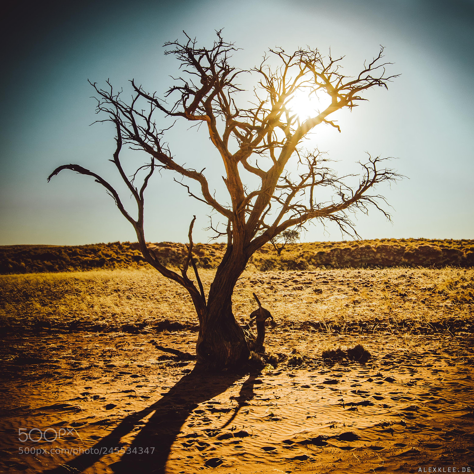 Canon EOS 7D Mark II sample photo. Tree in sunlight photography
